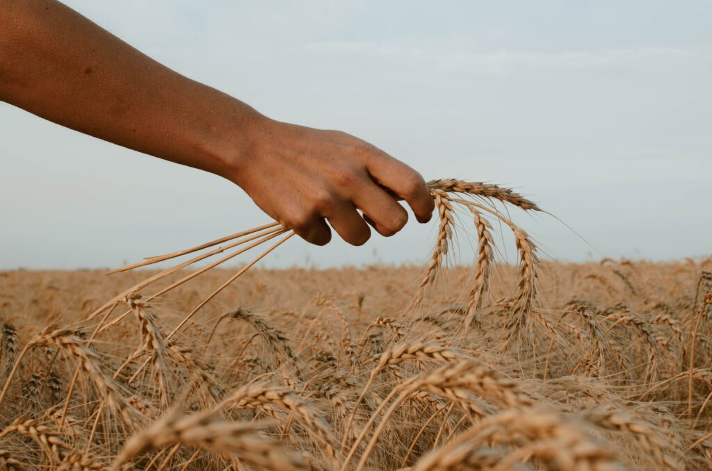You Reap Where You Did Not Sow St John Vianney Lay Division